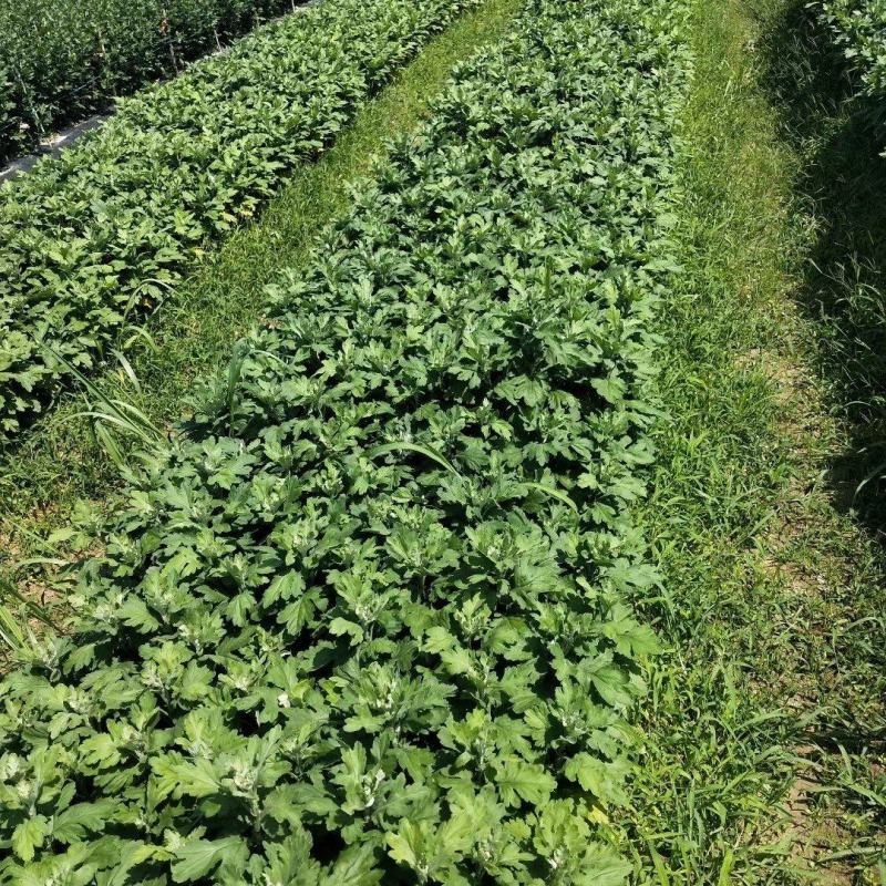 云南玉溪提供金丝皇菊，婺源皇菊，贡菊，七月菊苗