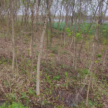 三角枫树苗安徽苗木基地直供货量充足品质保证欢迎联系