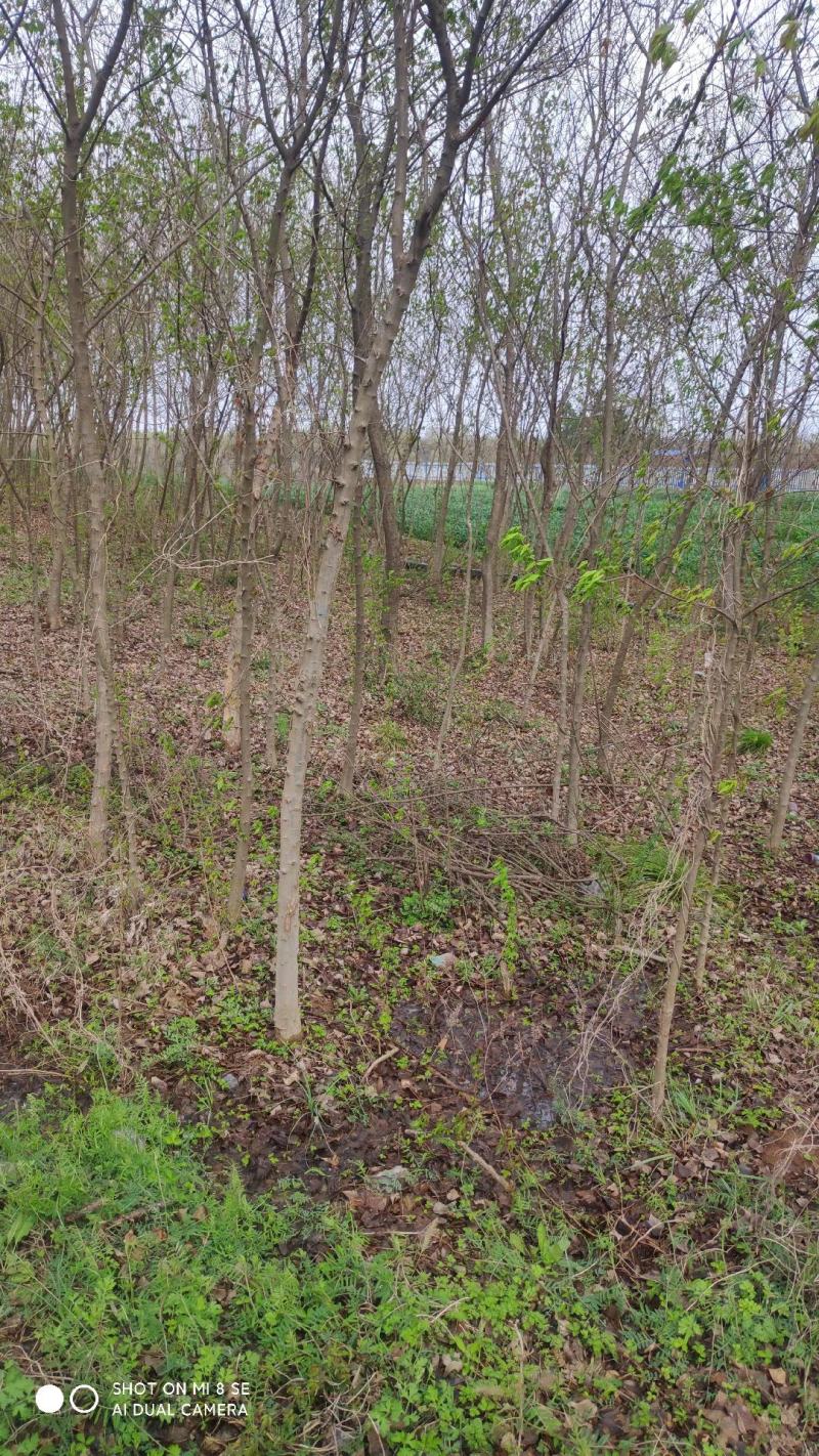 三角枫树苗安徽苗木基地直供货量充足品质保证欢迎联系