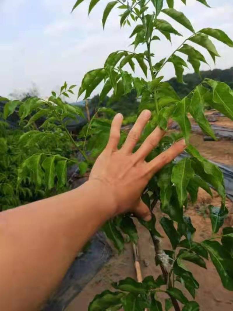 海南白沙黑皮黄皮营养杯苗黄皮果苗可视频看货