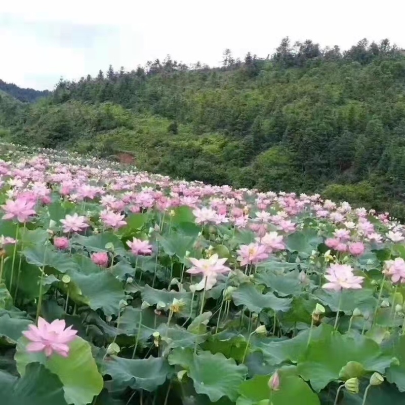 精品特大太空莲36号种苗高产莲子水果莲蓬大型荷花种苗