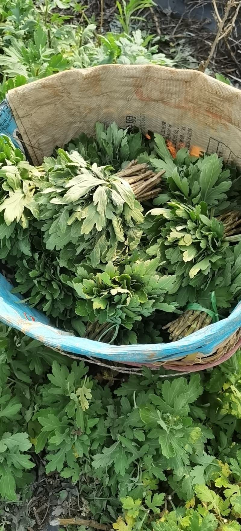 云南玉溪提供金丝皇菊，婺源皇菊，贡菊，七月菊苗