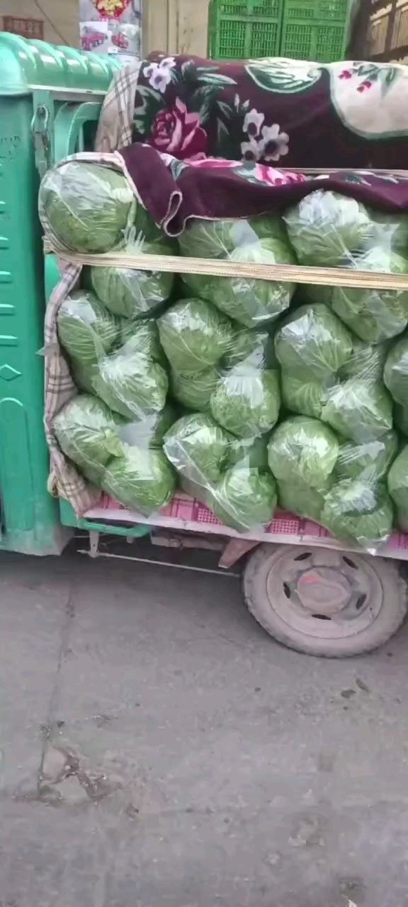 精品甘蓝上市中，品质优，品种全。大量上市开始