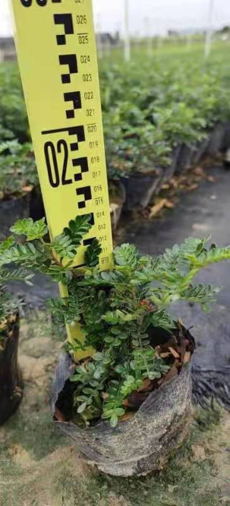清香木【基地直供】140规格黑色软胶杯倒装40盆袋装