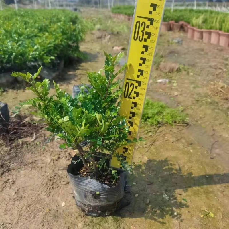 清香木【基地直供】140规格黑色软胶杯倒装40盆袋装
