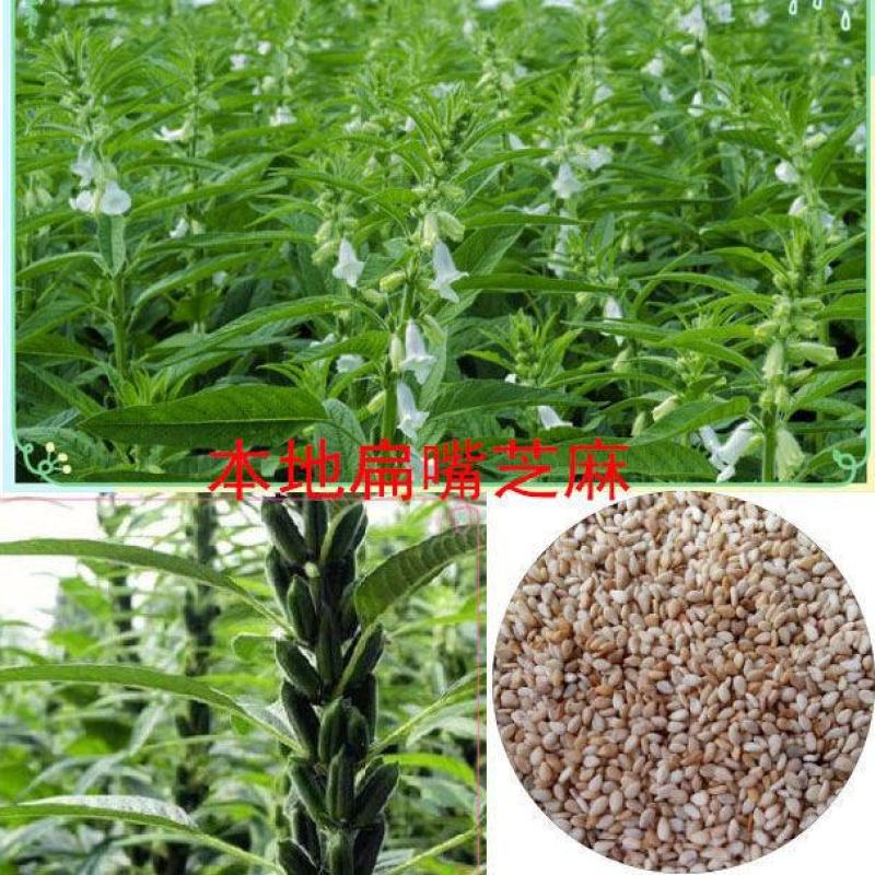 香油芝麻油月子油孕妇油农村现榨现卖5斤河南特产现榨现卖
