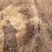 【包邮】当年结果，花盆可栽植，补钙之星！
