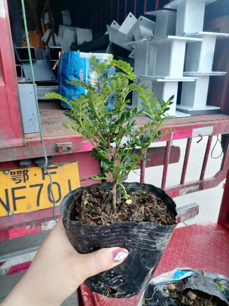 清香木【基地直供】140规格黑色软胶杯倒装40盆袋装