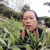 黄精种苗姜形多花甜黄精种植基地批发零售包技术包回收欢迎定