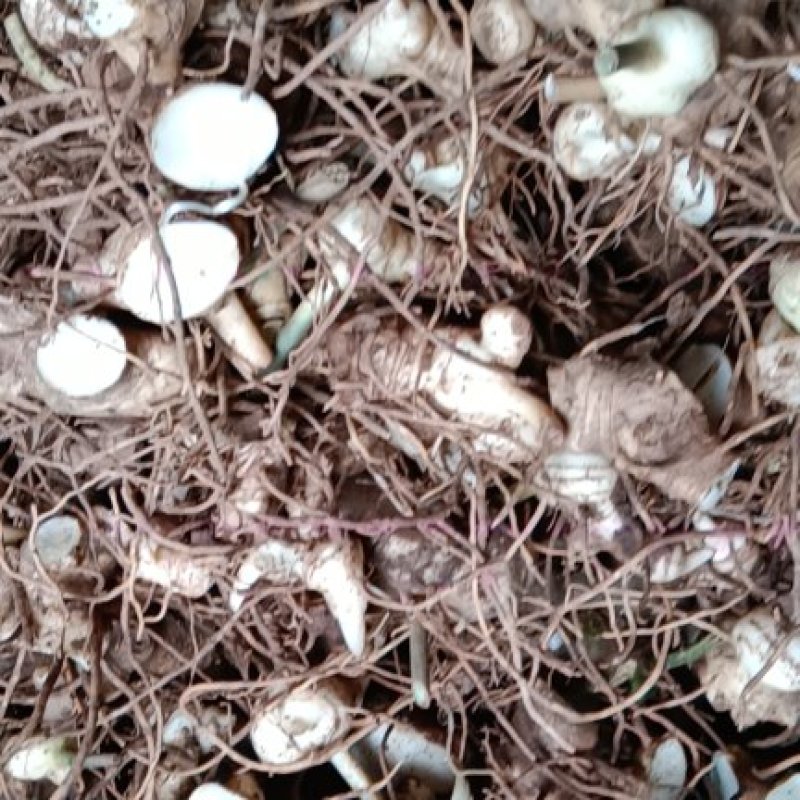 黄精种苗姜形多花甜黄精种植基地批发零售包技术包回收欢迎定