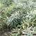 黄精种苗姜形多花甜黄精种植基地批发零售包技术包回收欢迎定