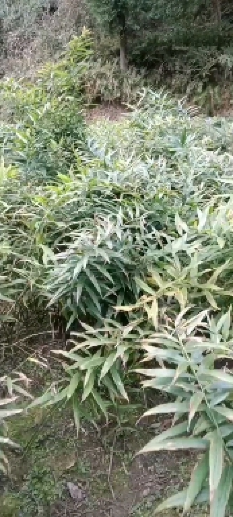 黄精种苗姜形多花甜黄精种植基地批发零售包技术包回收欢迎定