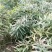 黄精种苗姜形多花甜黄精种植基地批发零售包技术包回收欢迎定