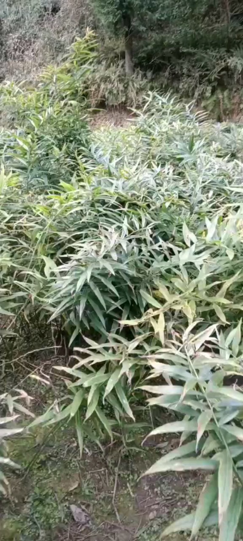 黄精种苗姜形多花甜黄精种植基地批发零售包技术包回收欢迎定
