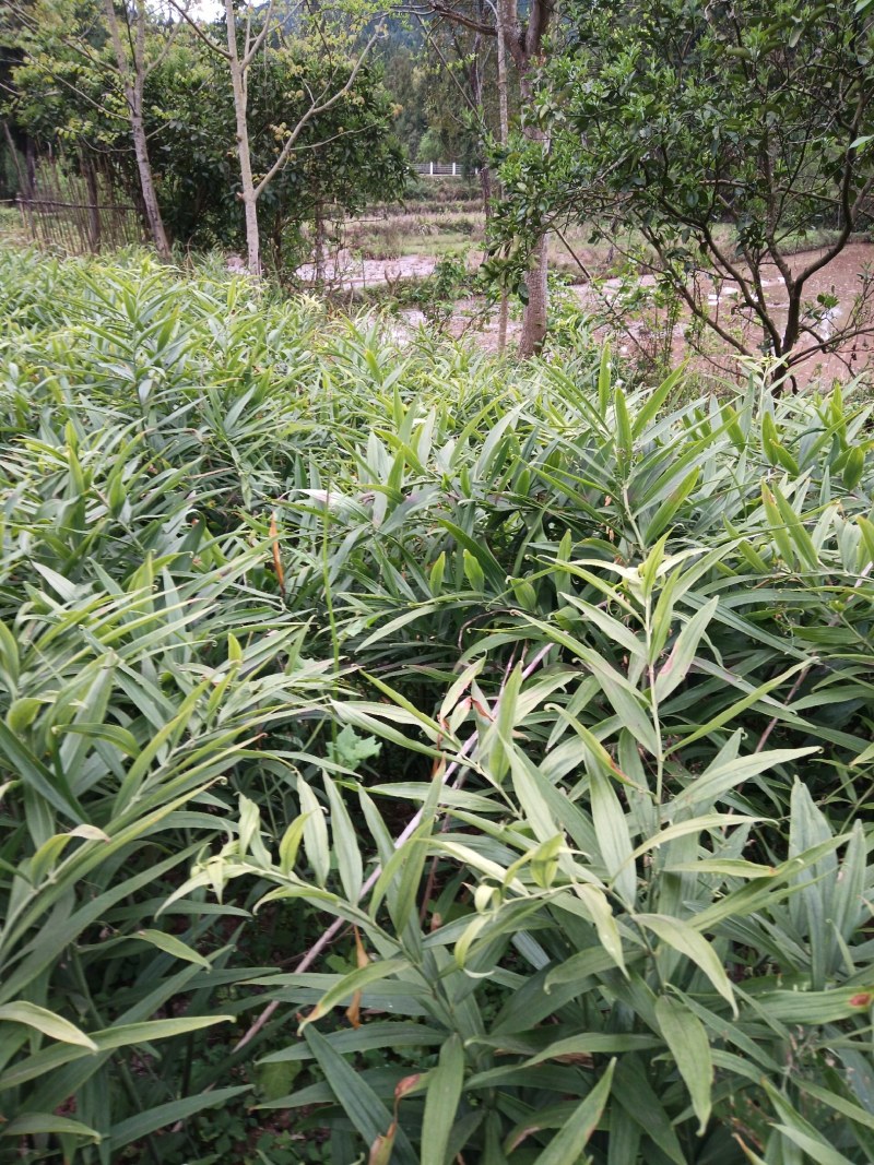 黄精种苗姜形多花甜黄精种植基地批发零售包技术包回收欢迎定