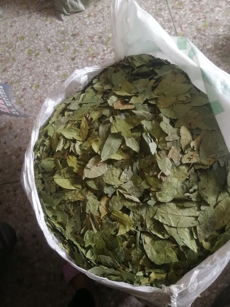 【正品】香叶，调味料，2斤起批，新货绿，无碎无梗，产地