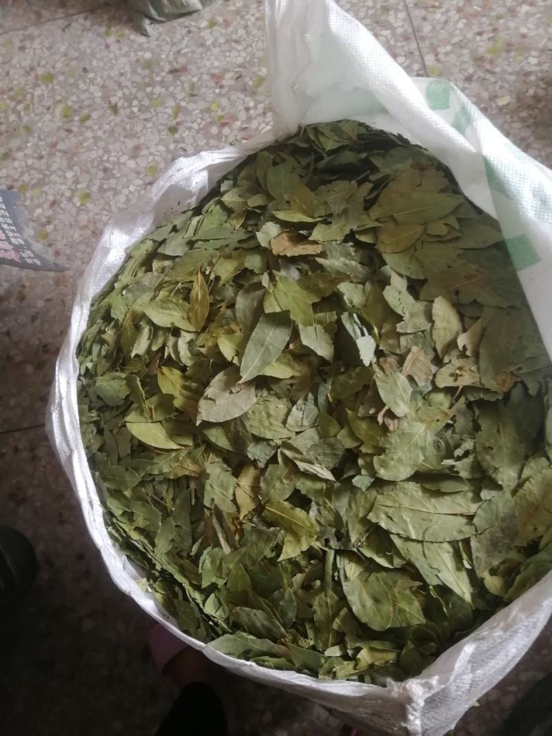 【正品】香叶，调味料，2斤起批，新货绿，无碎无梗，产地