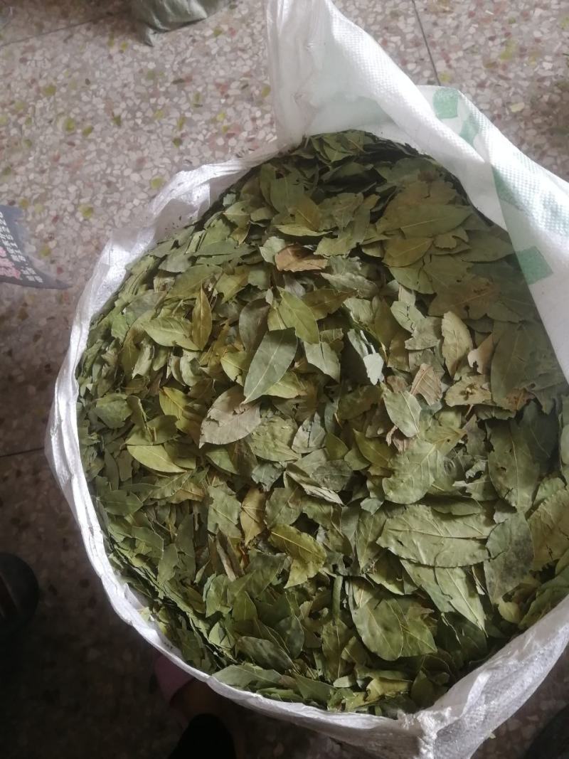 【正品】香叶，调味料，2斤起批，新货绿，无碎无梗，产地