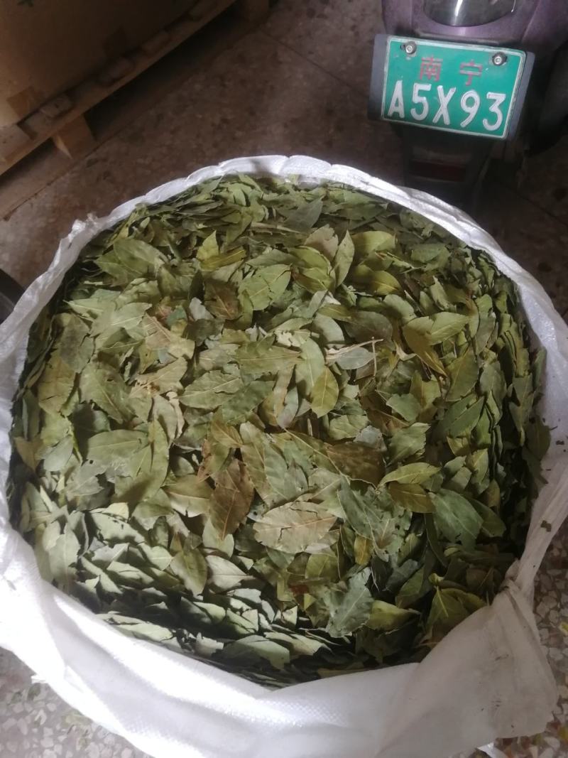 【正品】香叶，调味料，2斤起批，新货绿，无碎无梗，产地
