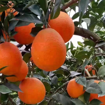 退役军人，现种植奉节脐橙，货源充足，价格实惠，诚心诚意