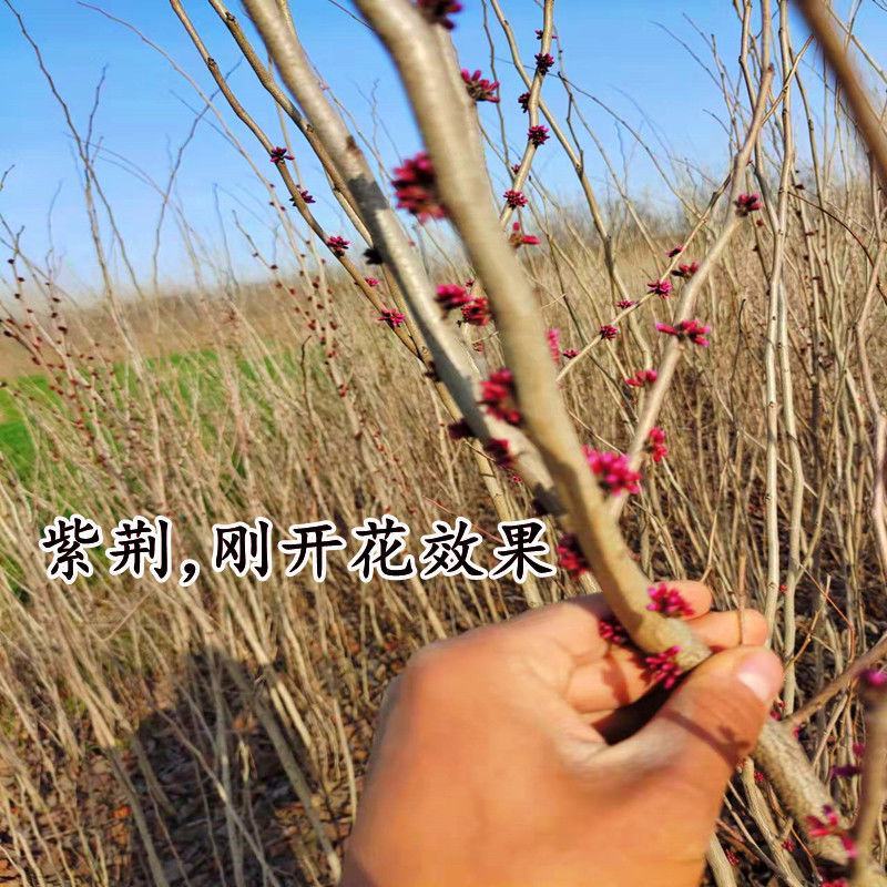 紫荆花树苗花苗紫荆树苗紫金花树苗名贵庭院绿化苗木风景树