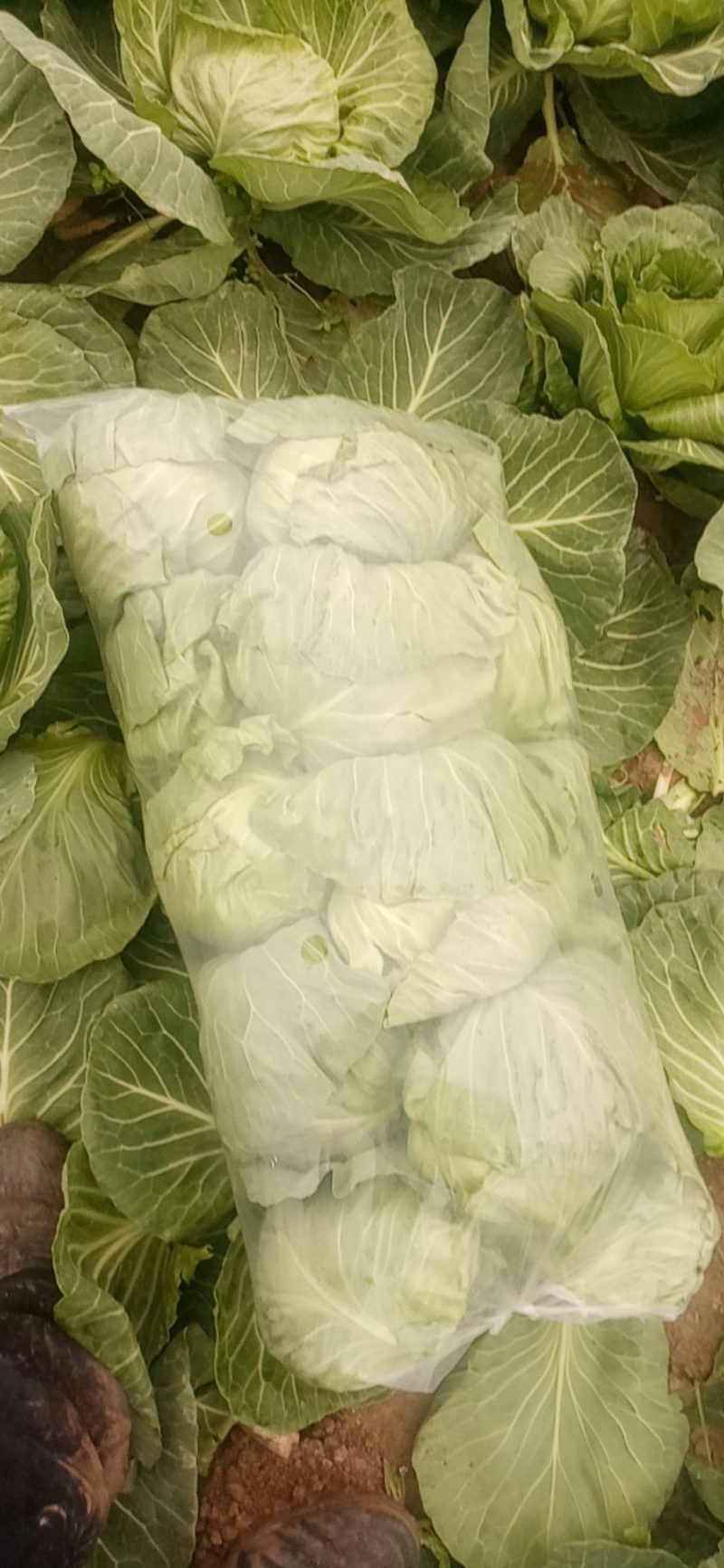 优质甘蓝，中甘五六，有要的联系我