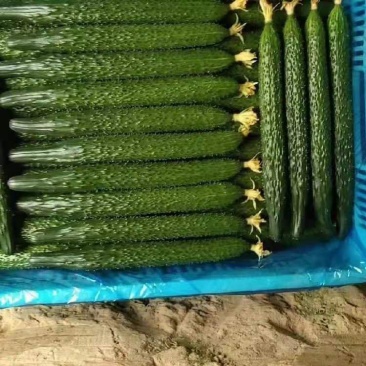 河北精品黄瓜干花带刺22~25公分商超品质诚信代收
