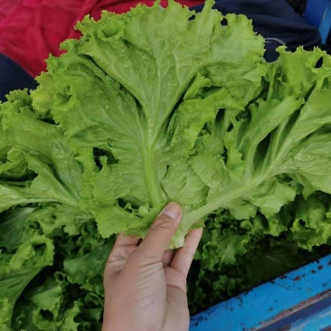 邯郸精品生菜生菜规格齐全颜色绿欢迎咨询