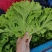 邯郸精品生菜生菜规格齐全颜色绿欢迎咨询