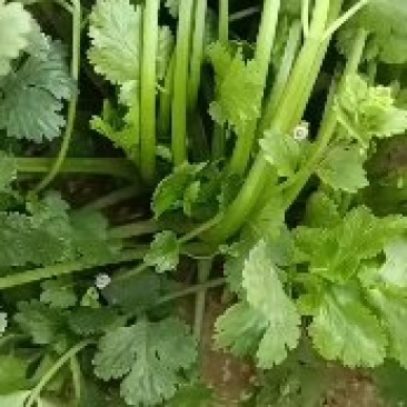 精品大叶香菜种植户
