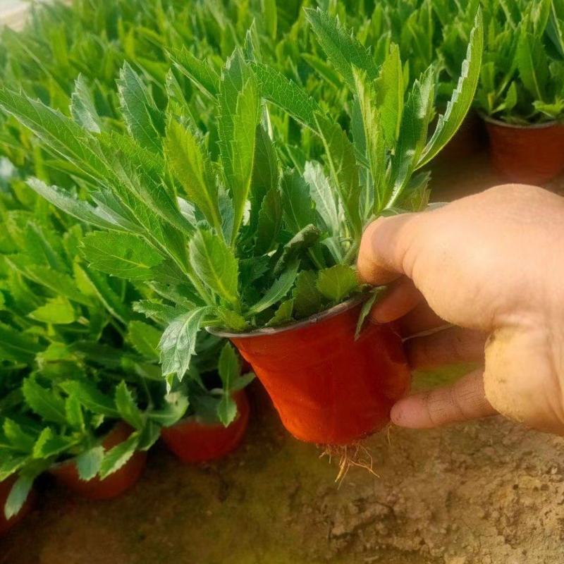 桑托斯马鞭草（矮生马鞭草）规格全，质量好