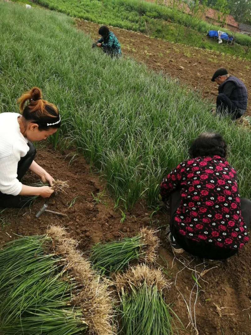 优质知母苗现要现挖新鲜苗成活率高基地一手货源可视频看货