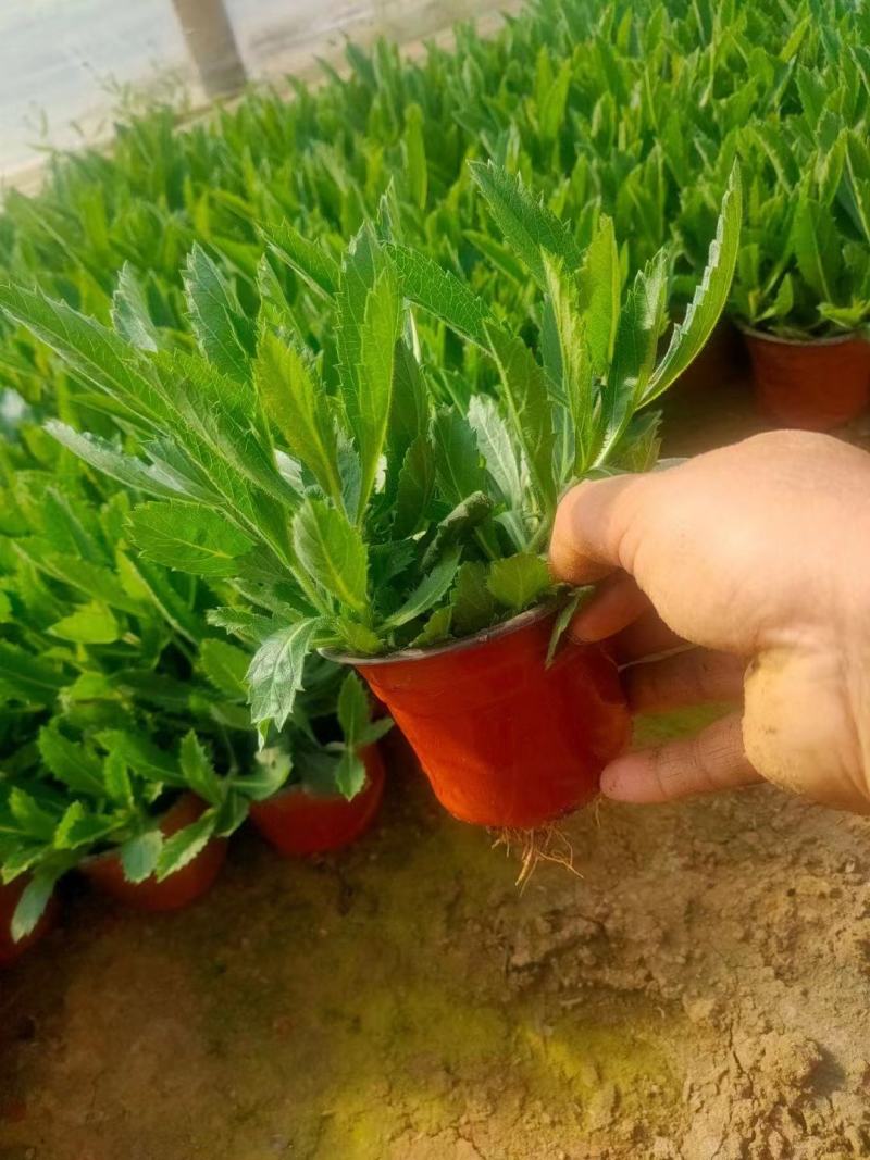 桑托斯马鞭草（矮生马鞭草）规格全，质量好