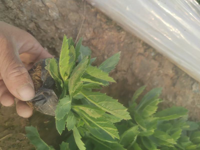桑托斯马鞭草（矮生马鞭草）规格全，质量好