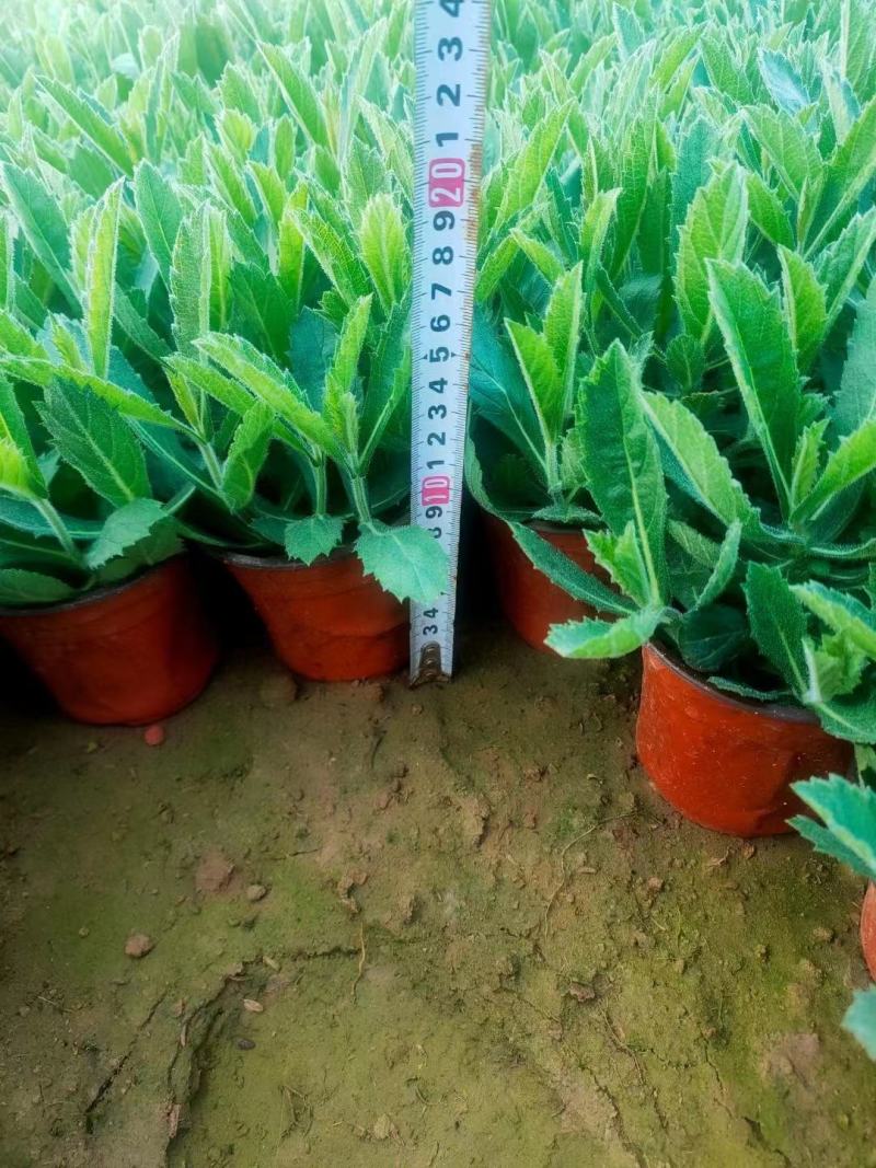 桑托斯马鞭草（矮生马鞭草）规格全，质量好