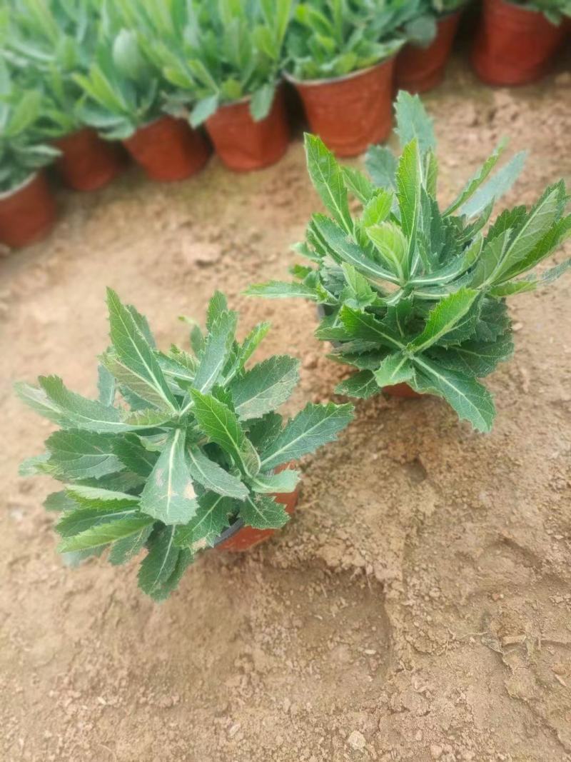 桑托斯马鞭草（矮生马鞭草）规格全，质量好