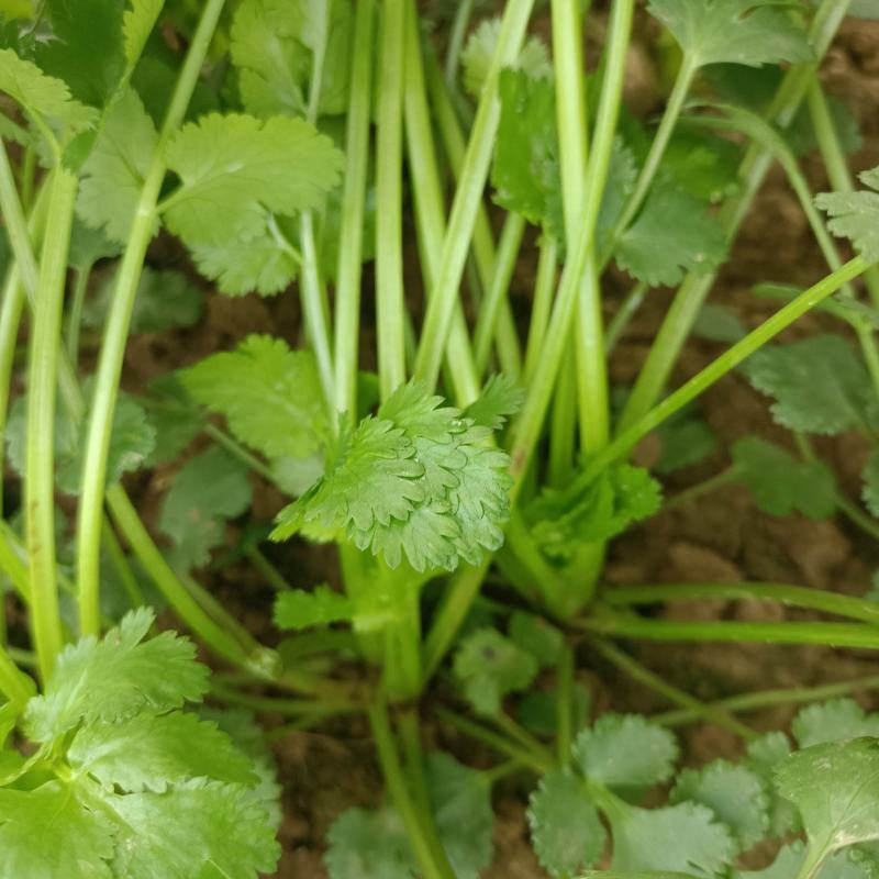 精品大叶香菜种植户