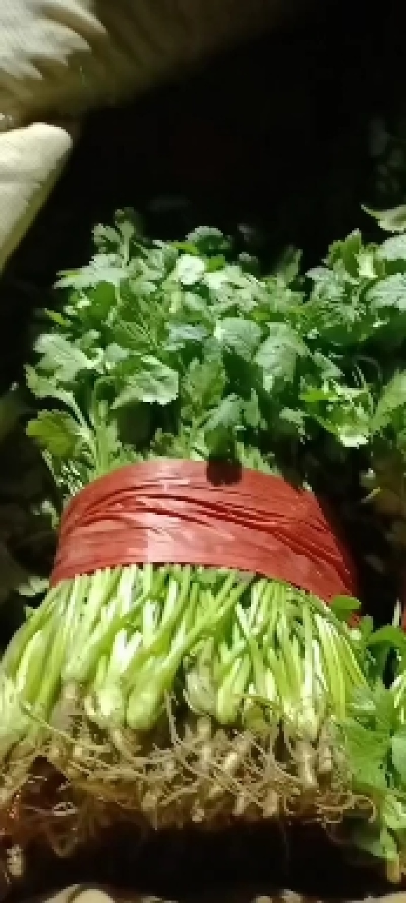 精品大叶香菜种植户