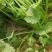 精品大叶香菜种植户