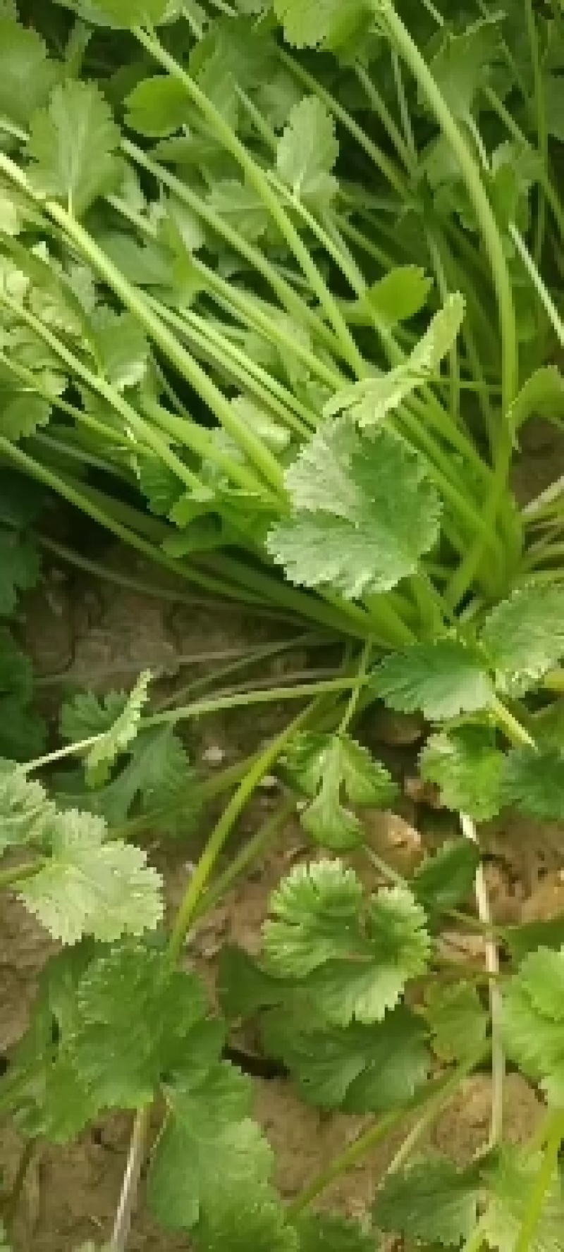 精品大叶香菜种植户