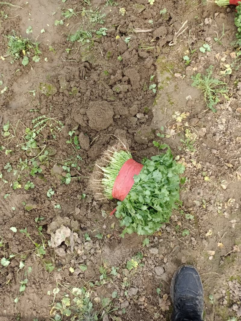 精品大叶香菜种植户