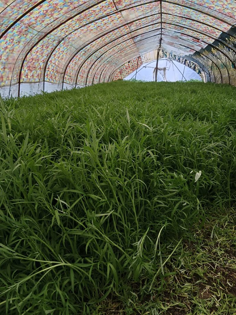 二茬芦蒿，自产自销，产地直发