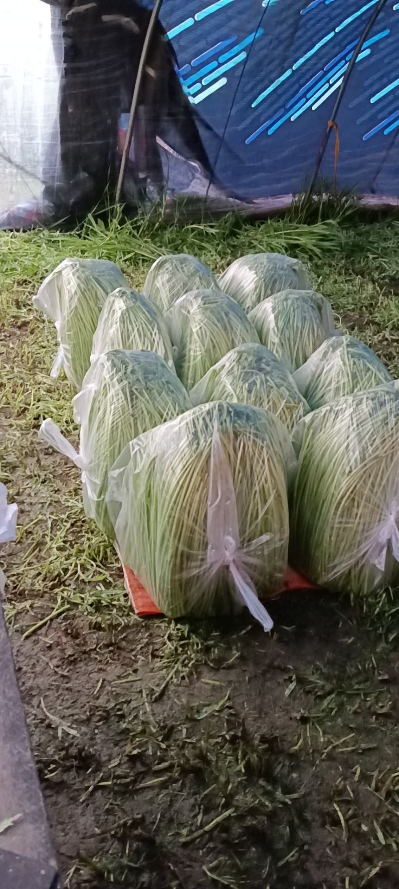 二茬芦蒿，自产自销，产地直发