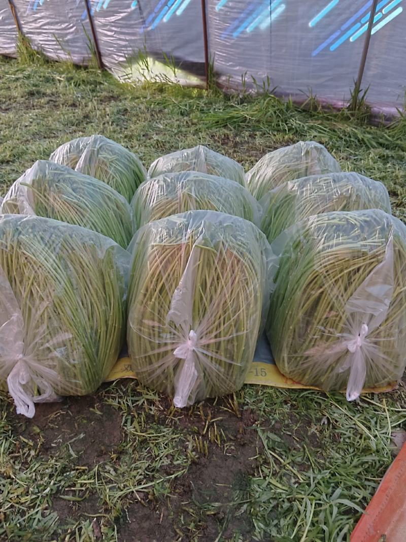 二茬芦蒿，自产自销，产地直发