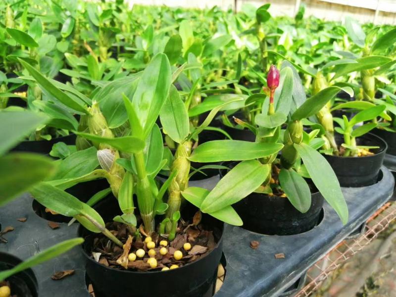 控释肥花卉，绿植通用型缓释肥，三个月，六个月控释期