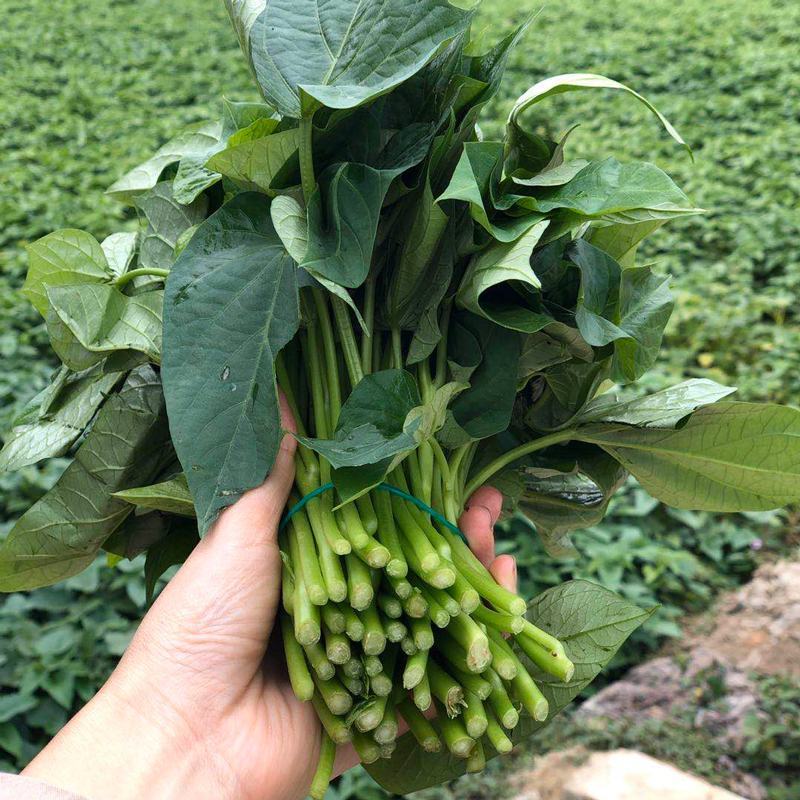新鲜现摘红薯叶嫩尖番薯叶地瓜叶子蔬菜货源充足量大从优