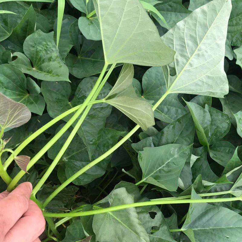 新鲜现摘红薯叶嫩尖番薯叶地瓜叶子蔬菜货源充足量大从优