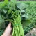 新鲜现摘红薯叶嫩尖番薯叶地瓜叶子蔬菜货源充足量大从优