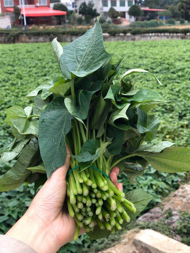 新鲜现摘红薯叶嫩尖番薯叶地瓜叶子蔬菜货源充足量大从优