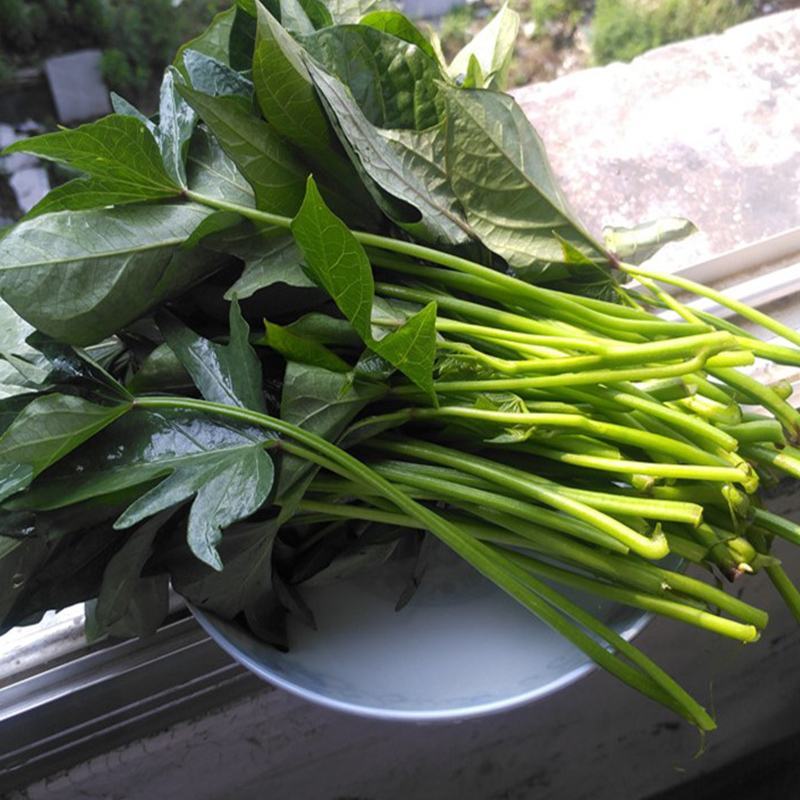 新鲜现摘红薯叶嫩尖番薯叶地瓜叶子蔬菜货源充足量大从优